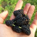 금호농장 이미지