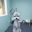 배츄네펫살롱 이미지