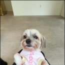 해운대도그워커 | 해운대 애견호텔 소중하개 우리 아이 최고의 휴가