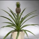 파인애플 이미지