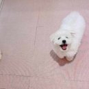 위드미펫살롱 이미지