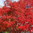 추령장승촌 이미지