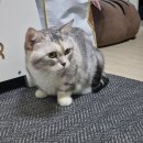 그루밍루나 | 루나, 고양이 합사에 도전하다. 펠리웨이 후기