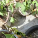 산호랑나비 애벌레(얜 뭘까요?) 이미지