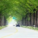 죽녹원로 이미지