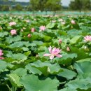 연꽃단지 화장실 이미지