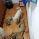 개판 Daum카페