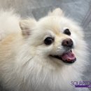 스퀘어독스 펫 이미지