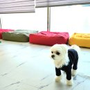 동그리펫 이미지