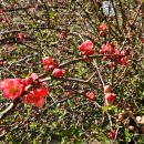 살구꽃공원 | 목련·살구꽃·매화·개나리·산수유가 활짝, 대전 우암사적공원