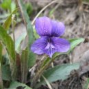 돈달궁갈비 | 지리산 이야기 - 23. ( 흥부전. 박. 제비꽃. 오랑캐. 달오름마을. )