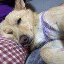 바네스헤어 이미지