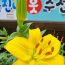 나리수선 이미지