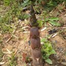 영광건재도매한약 | 고창의 산야 죽순이 여기 저기 솟아 나고 있어요~ 말그대로 우후죽순^^