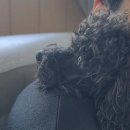 스위트몽 | 가평 애견펜션 독채펜션 스위트몽 별비채 내돈내산 후기