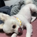 댕스타 | [협찬] 식스프리 플러스 인도어 독 소고기&amp;연어🤍