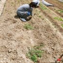 뽑기농장 이미지