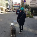 도그바이러스 이미지