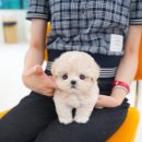 부산강아지분양 테디럽 명지본점 이미지