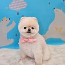 마이 펫 살롱 이미지