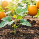 병일농장 | 망고참외 모종 심는 시기부터 수확까지, 실패 없는 텃밭 가이드