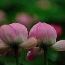 동양농장 이미지