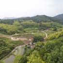 고전 배드리장터 문화관 | (14) 시오리 솔밭 길, 이 길이 천 년 하동의 도읍이렸다!