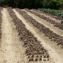 최가네농장 이미지