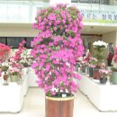 조이플라자 이미지