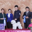 루이비숑 이미지