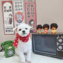 달콤한댕 이미지