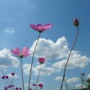 풀잎궁전 이미지