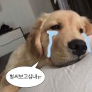 오코노미볼트 이미지
