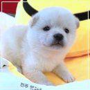 펫365 강아지분양 고양이분양 전주본점 이미지