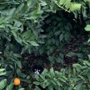 제주커피박물관 바움 이미지