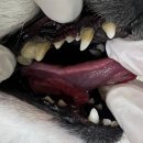 용인도담동물병원 이미지