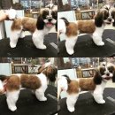 강아지의 품격 이미지