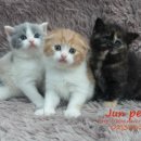 JUN PET(준펫) 이미지