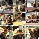 윤후동물병원 이미지