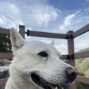 가평 대원사 템플스테이 후기(주차, 가평 음식점, 남이섬 관광)