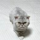 고양이 무마취미용 고미고미 화명점 이미지