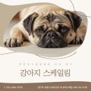 호수동물병원 | [치과] 6월 스케일링 치료 후기 모음