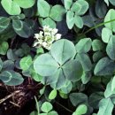 네잎클로버 이미지