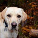 호수동물병원 이미지