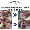 미소동물치과병원 이미지