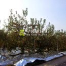 원천리농장 이미지