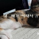 달콩이 이미지