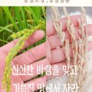 제비울정미소쌀도소매 | 찰진쌀은 예천 바로갓쌀 리뷰