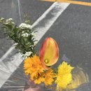 꽃/대전 꽃집 추천/대전 서구 꽃집/복수동 꽃집/과기대 꽃집/초록마을 꽃집/대전 예쁜 꽃집/대전 식물 가게