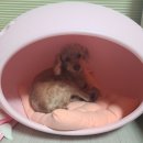 견생묭실 이미지